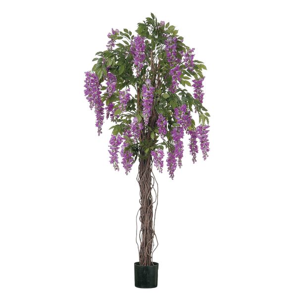 Wisteria Tree  Potted - Purple - 4Ft