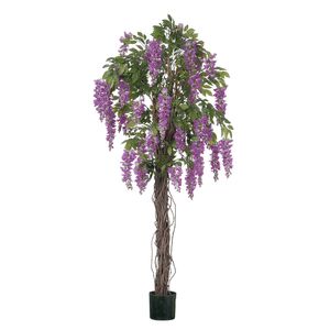 Wisteria Tree  Potted - Purple - 4Ft