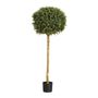 Boxwood Ball Tree  Potted  - 1728Lvs - Green - 4Ft