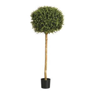 Boxwood Ball Tree  Potted  - 1728Lvs - Green - 4Ft