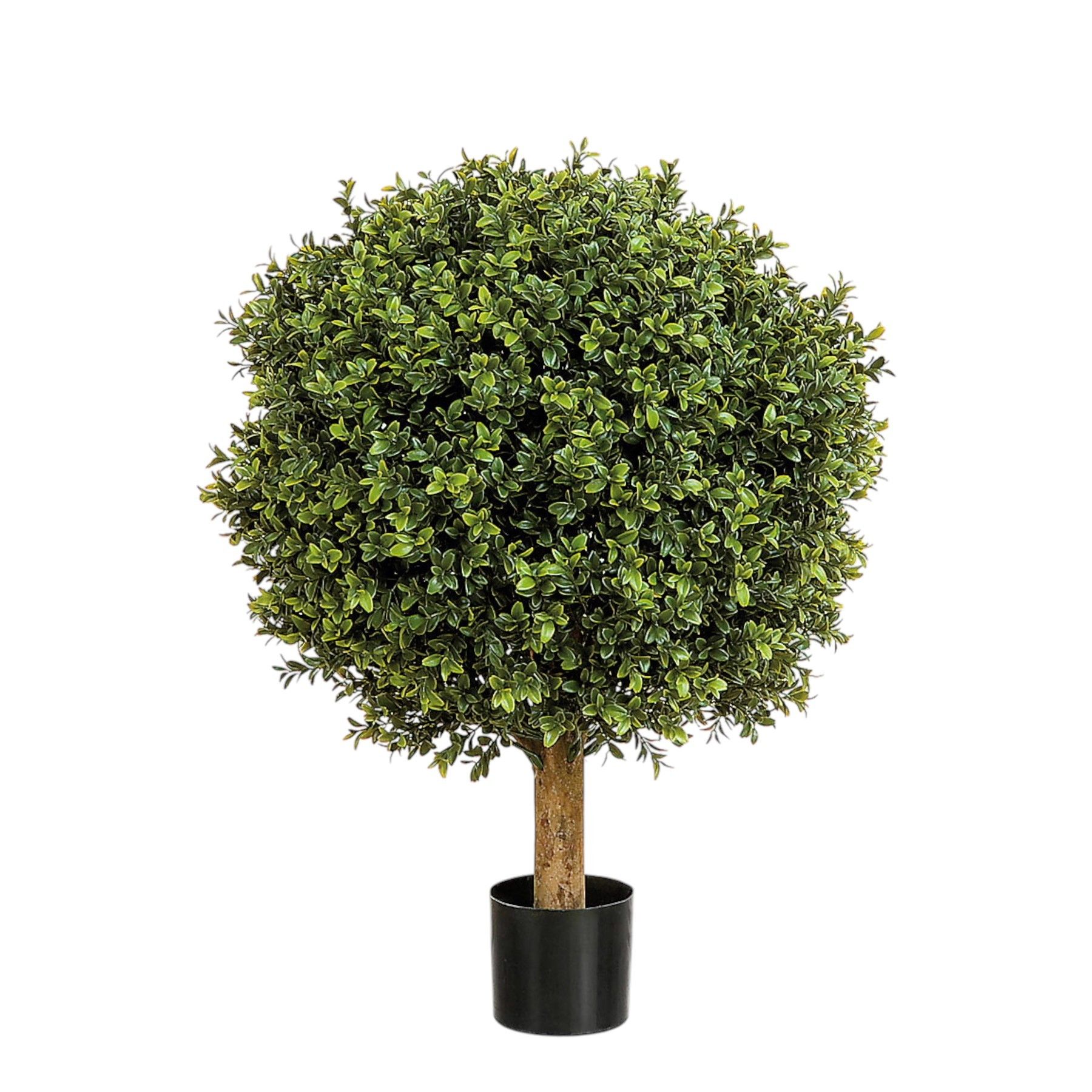 50cm Boxwood Ball Tree Potted - 1548Lvs -Green