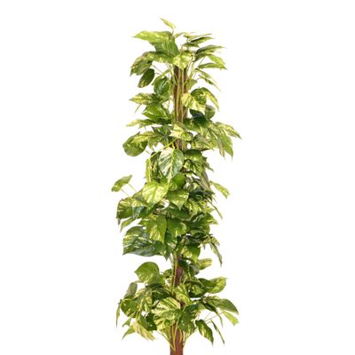 Pothos  Potted - Variegated Leaves - 4Ft