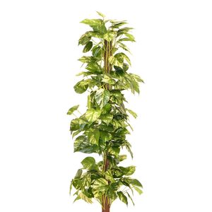 Pothos  Potted - Variegated Leaves - 4Ft