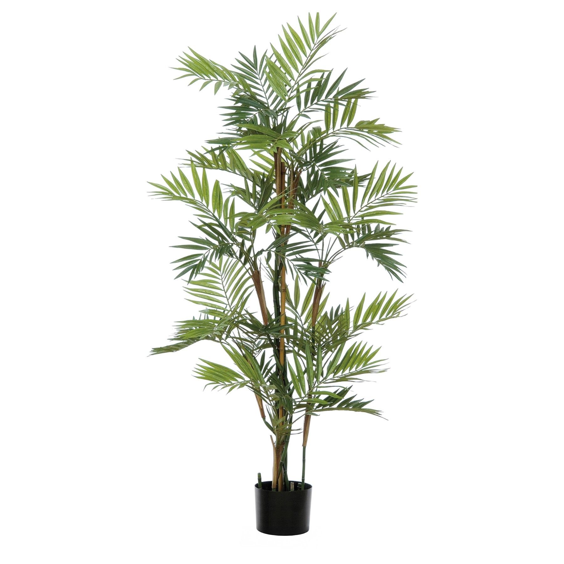 Parlour Palm Tree Potted - Green - 4Ft 