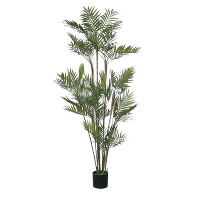 Parlour Palm Potted - Green  5Ft