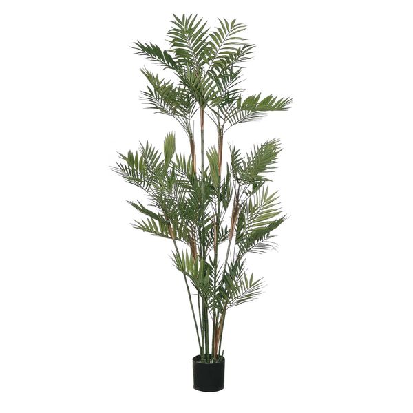 Parlour Palm Potted - Green  5Ft