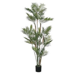 Parlour Palm Potted - Green  5Ft