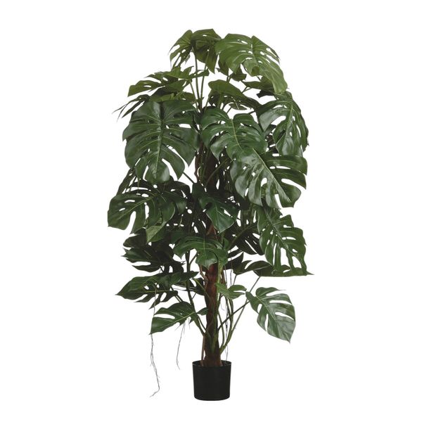 Split Philo Tree Potted  - Green - 5Ft