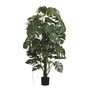 Split Philo Tree Potted  - Green - 5Ft