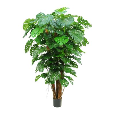 Split Philo Plant Potted - 196Lvs - 7Ft