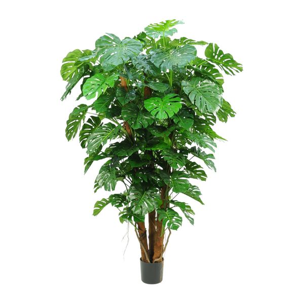 Split Philo Plant Potted - 196Lvs - 7Ft