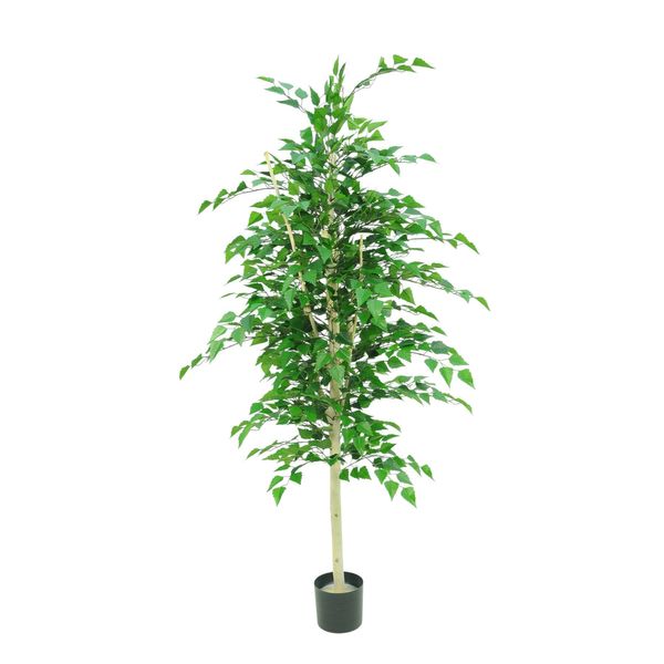 Silver Birch Tree Potted - 1260 Lvs White Skin Trunk - 5Ft
