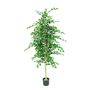 Silver Birch Tree Potted - 1260 Lvs White Skin Trunk - 5Ft