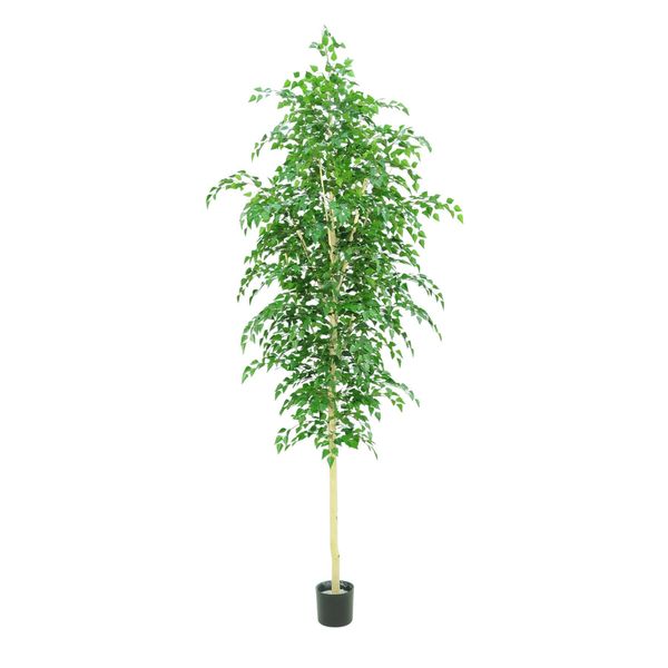 Silver Birch Tree Potted - 3500Lvs - Green - 10Ft
