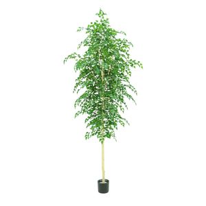 Silver Birch Tree Potted - 3500Lvs - Green - 10Ft