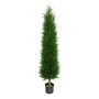 Cupressus Tower Tree Potted  - 828 Lvs - Dark Green 4Ft
