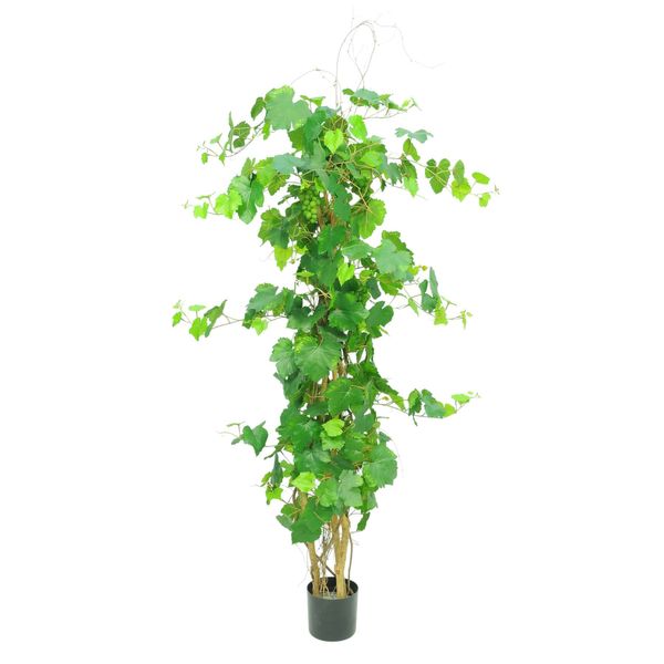 Grape Ivy Plant Potted - 296 Lvs 7 Cluster Of Fruits - Green - 5Ft