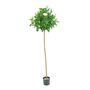 Royal Rose Tree  Potted - 624 Lvs 12 Flowers/Buds - 5Ft