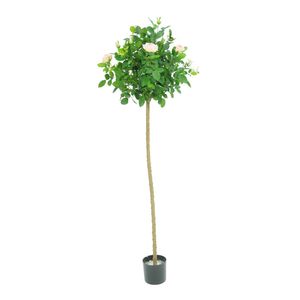 Royal Rose Tree  Potted - 624 Lvs 12 Flowers/Buds - 5Ft