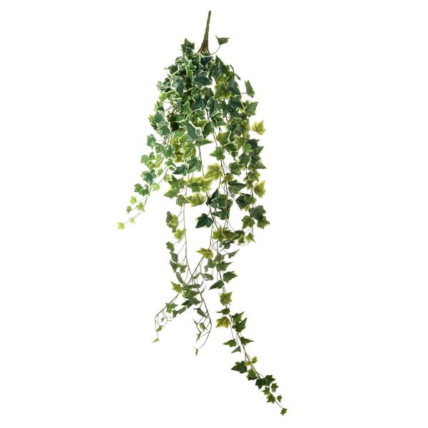 English Ivy Hanger - Variegated - 130cm -  303 Lvs