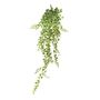 Ivy hanger - Variegated - 120cm - 515 Mini Lvs