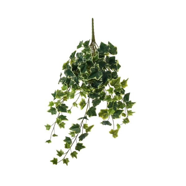 English Ivy Hanger - Variegated - 71cm - 144 Lvs