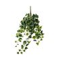 English Ivy Hanger - Variegated - 71cm - 144 Lvs