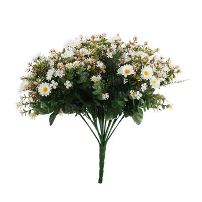 Pembroke Mini Daisy Bush x 36 - White