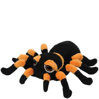Medium Spindra Tarantula