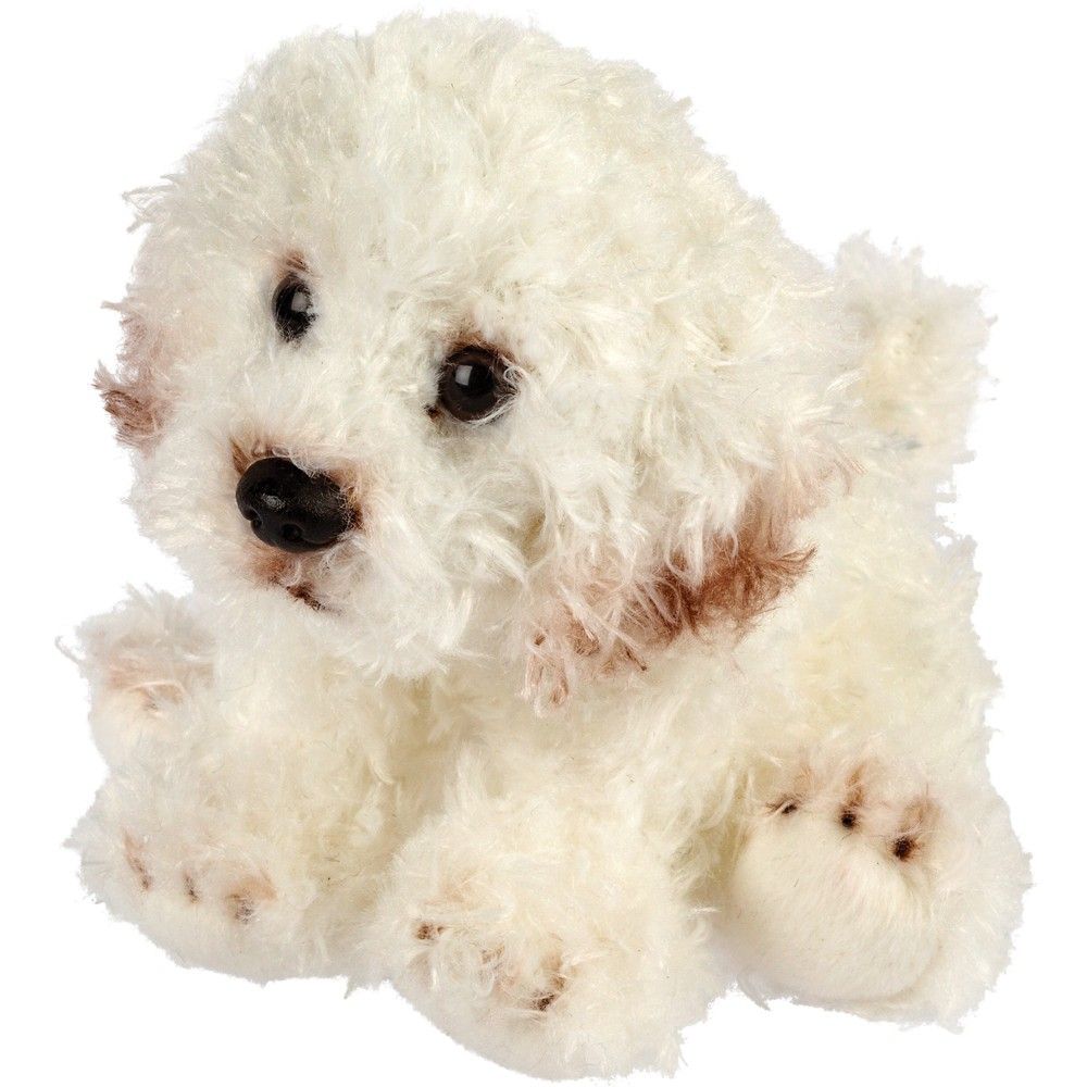 Bichon Frise