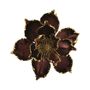 Magnolia Clip - Brown / Gold - 20cm