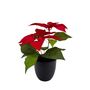 Poinsettia Bush Potted - 28cm
