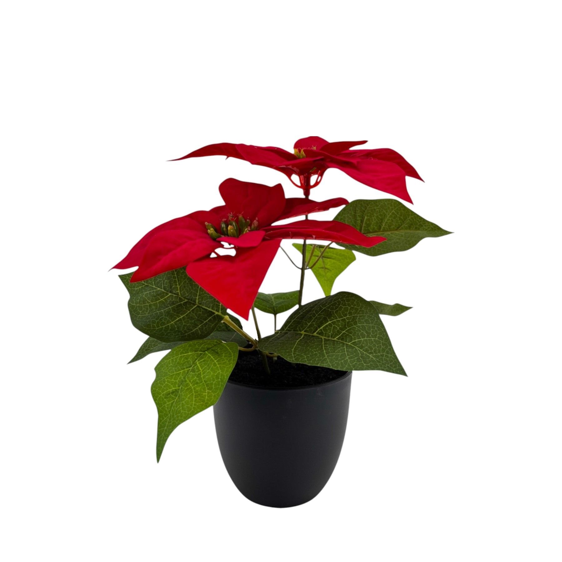 Poinsettia Bush Potted - 28cm