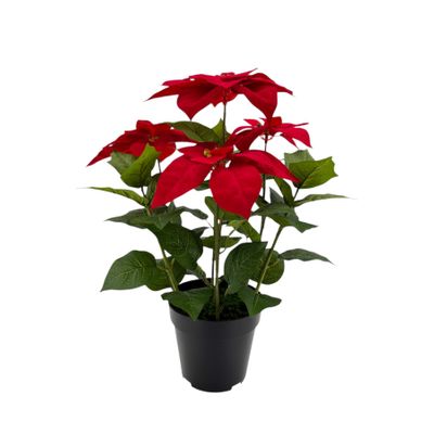 Poinsettia Bush Potted - 53cm