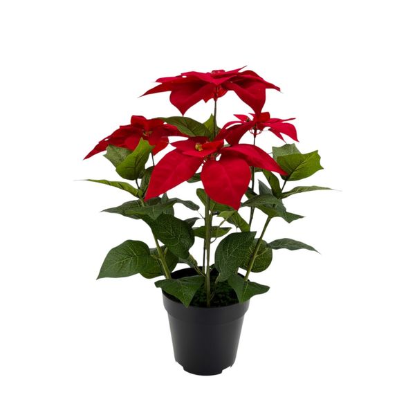 Poinsettia Bush Potted - 53cm