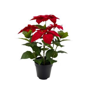 Poinsettia Bush Potted - 53cm