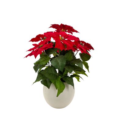 Poinsettia Bush Potted - 56cm