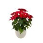 Poinsettia Bush Potted - 56cm
