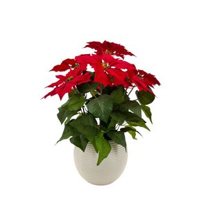 Poinsettia Bush Potted - 56cm