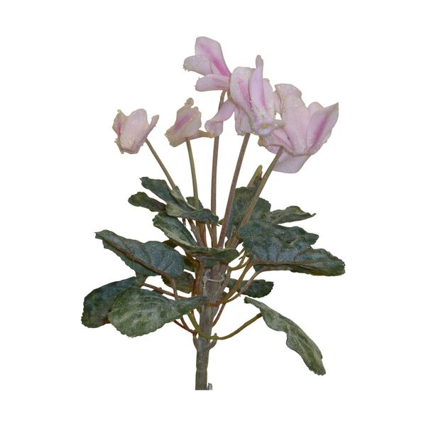 32cm Cyclamen x7 Lt Pink