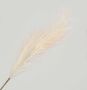96cm Reed Grass Spray Cream