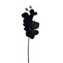 Phalaenopsis Spray Grey 66Cm Hqn
