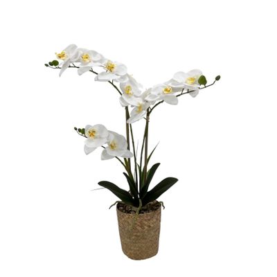 Potted White Orchid x 3 Stems in a Woven Basket - 53cm