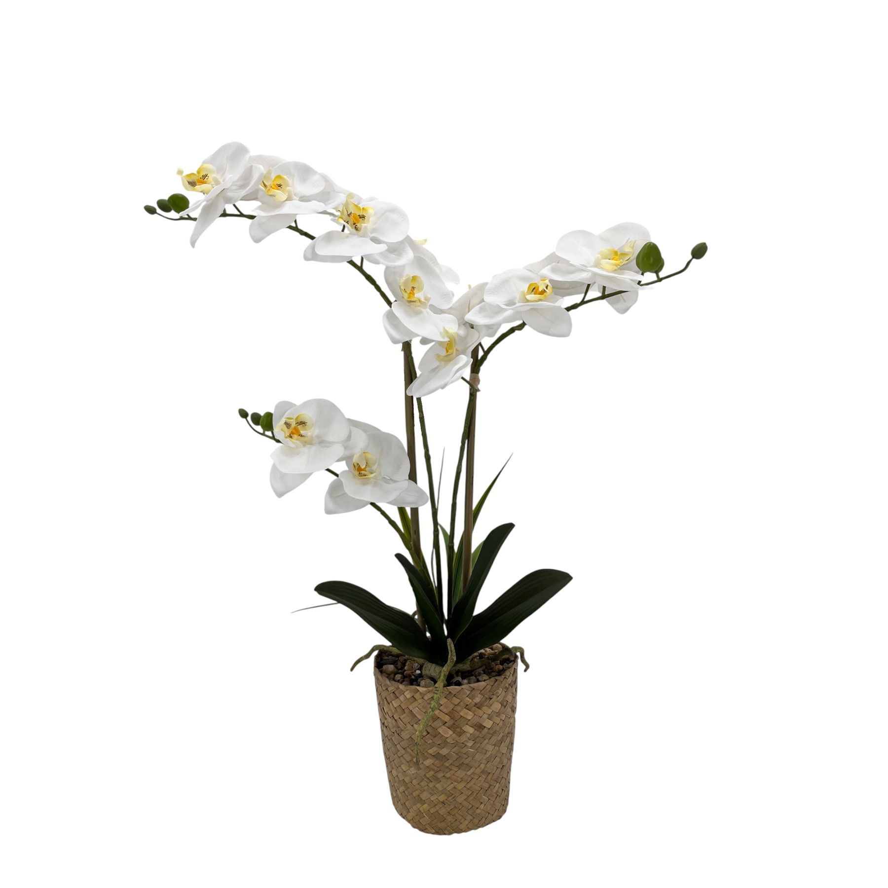 Potted White Orchid x 3 Stems in a Woven Basket - 53cm