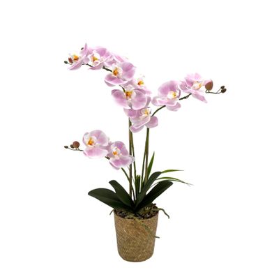 Potted Light Pink Orchid x 3 Stems in a Woven Basket - 53cm