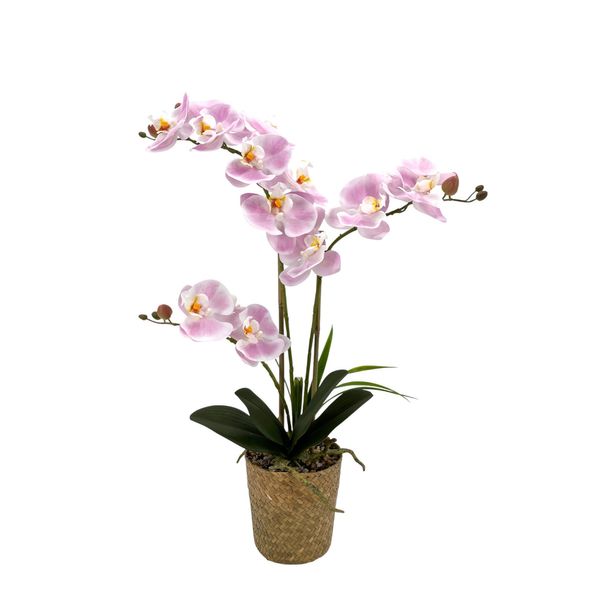 Potted Light Pink Orchid x 3 Stems in a Woven Basket - 53cm