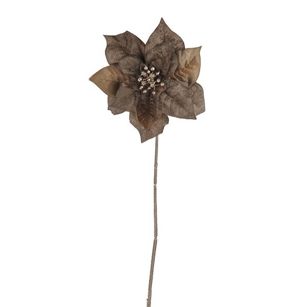 Poinsettia Single Gold 56Cm