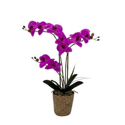 Potted Fuchsia Orchid x 3 Stems in a Woven Basket - 53cm