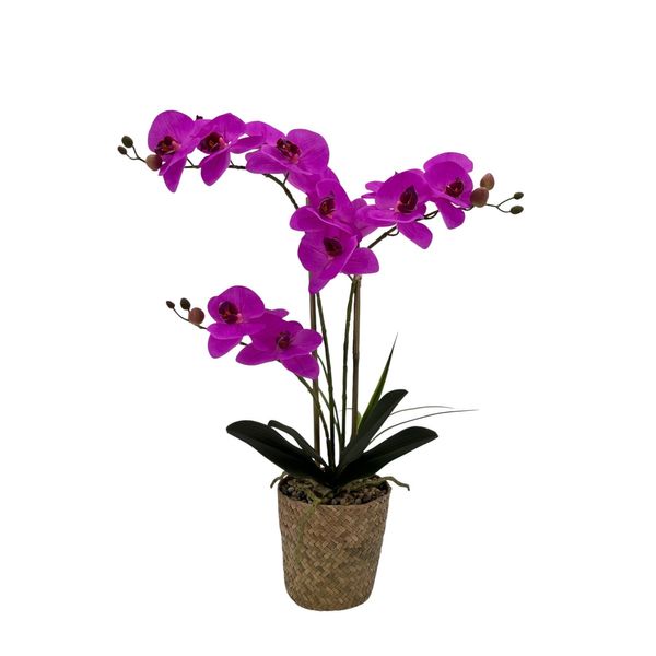 Potted Fuchsia Orchid x 3 Stems in a Woven Basket - 53cm