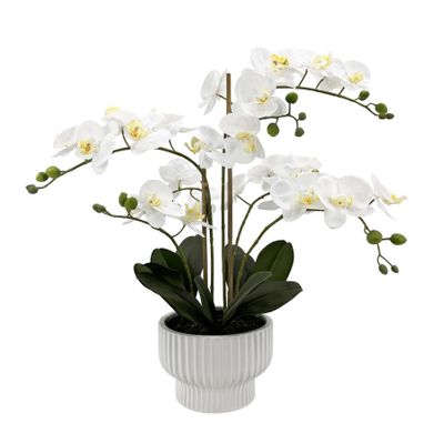 Potted White Orchid x 5 Stems in a Ceramic Pot - 63cm